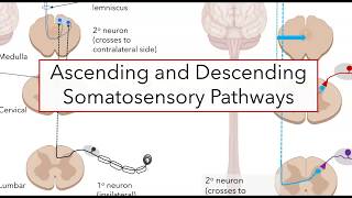 Spinal somatosensory pathways