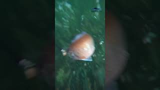 I put a GoPro under water to see how fish  bites海底鱼上钩摄像see more in my channel