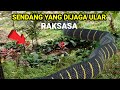 VIRAL !!! MUNCULNYA ULAR RAKSASA DI SENDANG SUMBER TUJUH