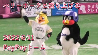 つば九郎、ハリーホークと盛り上げる！2022/6/11