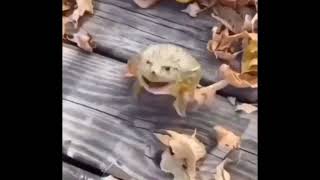 Laughing frog || MEME