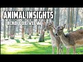 Animal insights bird ege view - 4k Animal -animal kingdom