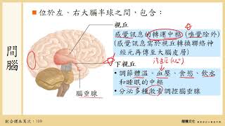108選生三 4-1 神經系統_3中樞神經系統