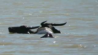 ក្របីហែលឆ្លងទឹកបារាយណ៍- Buffalo swim across the river