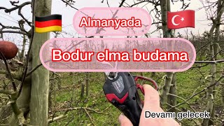 👩🏻‍🌾👨🏻‍🌾Almanya ‘ da Bodur elmalarda kış budaması ağaç #almanyadatarim #budama #tarım