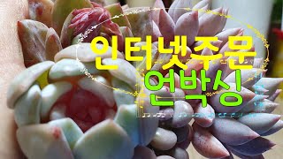 [환희사랑VLOG]정말 예쁜 트럼소. 독일샴페인을 품었어요(주부TV)다육이키우기