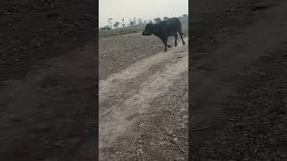 Dangerous buffalo uncontrollable #shorts #speed #village