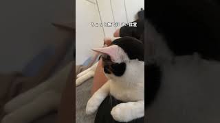 目覚めたら三毛猫にマウントを取られていた　When I woke up, the mount was taken by a calico cat