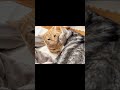 何故なんだろ... 猫 アメリカンショートヘア shorts