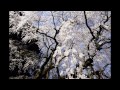 k 7で 『2011 奥山田のしだれ桜』 を撮ってみた