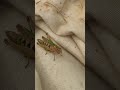 a rather spiffing female common green grasshopper omocestus viridulus