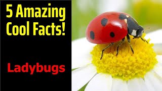 5 Fascinating Facts About Ladybugs