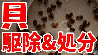 スネールの駆除方法＆処分方法（捨て方）を簡単に紹介します #アクアリウム 【ビバアクア】