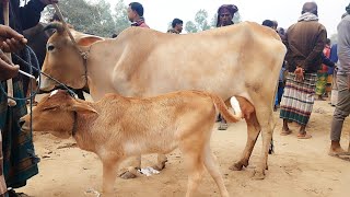 সুন্দর কিছু গাভী বাচ্চা দেখুন || হাসোখালি গরুর হাট বাজার ২০২৫ || gavi gorur bazar | gorur hat | cow