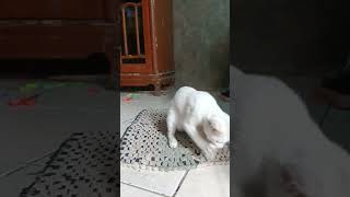 kucing lucu #shortsvideo #shorts #kucing #cat #anakkucinglucu #lucu