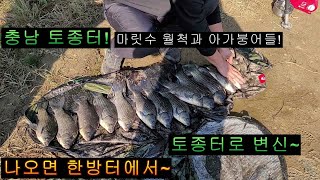 충남 대물터에서 토종터로 변한곳~ 마릿수 월척과 아가 붕어들!