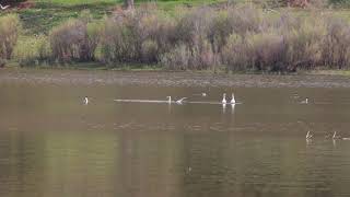 Western Grebes and Clark's Grebes, courtship display