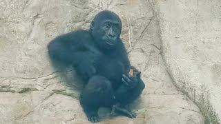 小金剛Ringo挖到藍桶桶裡的餅乾Little gorilla Ringo dug the cookies in the blue bucket