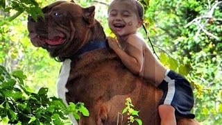 173 Pound Pit Bull Named “The Hulk” Definitely Lives Up to His Name