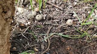 Early May herping on my day off- BIG BULLSNAKE \u0026 a handful of other snakes!