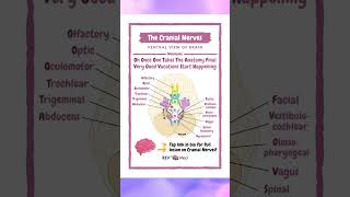 Cranial Nerves!