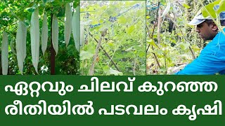 പടവലം കൃഷി ചെയുമ്പോൾ ഈ ഒരു കാര്യം ചെയ്താൽ കായീച്ചയുടെ ആക്രമണം ഉണ്ടാകില്ല @kl40moneyfarming