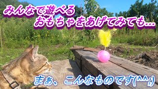 猫用 起き上がりこぼし的おもちゃで遊んでいただきました♪