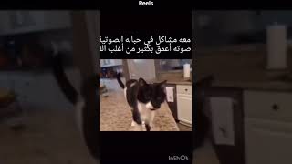 قط لديه مشاكل في أحباله الصوتية 😂