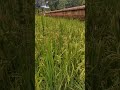 വിളഞ്ഞു നിൽക്കുന്ന നെൽപ്പാടം paddy field in kerala