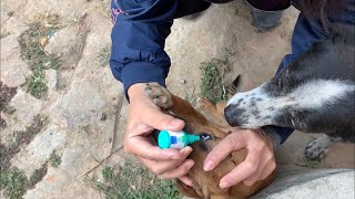 野良犬の子犬ウィッシュは初めての目薬を体験！どんな反応をするかな？First eye drop experience. How does she react ?