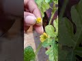 ടെറസിലെ തണ്ണിമത്തൻ കൃഷി 🍉 watermelon farming