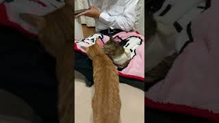 避妊手術後のメス猫をいたわるオス猫。猫はやさしい😊。#猫#子猫#保護猫#shorts#ねこのいる生活#cat#kitten#避妊手術