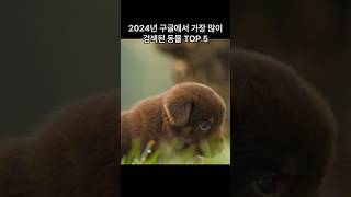 2024년 구글에서 가장 많이 검색된 동물 TOP 5 (Top 5 Most searched animals on Google) #랭킹