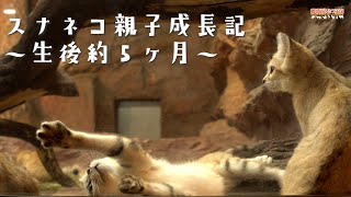 スナネコ親子成長記 生後約5か月 / Sand cats - About 5 months After the Birth -