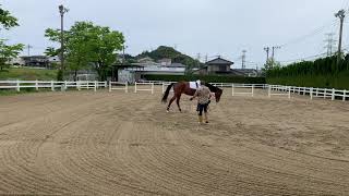 調馬索　右回り内方姿勢重視