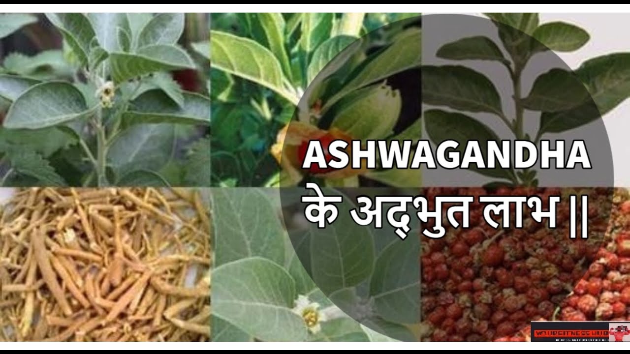 Ashwagandha-Benefits & Side Effects|| Does It Boost Testosterone Or Not ...