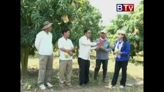 D   How to Harvest Mango part4 BTV​ Cambodia ការ ប្រមូលផល​ ស្វាយ កែវ រមៀត ភាគ៤ ឃុំត្រែងត្រយឹង កំពង់ស