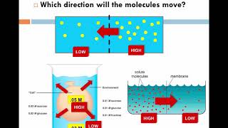 Cells Video 4 Diffusion