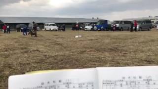 北海道犬  北奥羽支部展覧会  幼犬牡組  28年11月6日