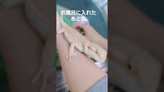 フトアゴヒゲトカゲを飼ってみて感動したこと②