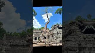 ប្រាសាទតាព្រហ្ម #siemreapangkor #khmer #cambodia