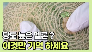 멜론 잘 고르는 법? 후숙법? 이것만 알고 가세요! | 메론 | 보관법 | 냉장보관 | 상온보관 |멜론 당도 높이기