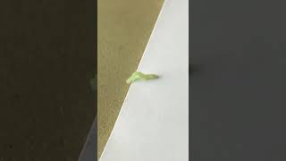 Dragon worm trying to escape from paper 🐛🧻