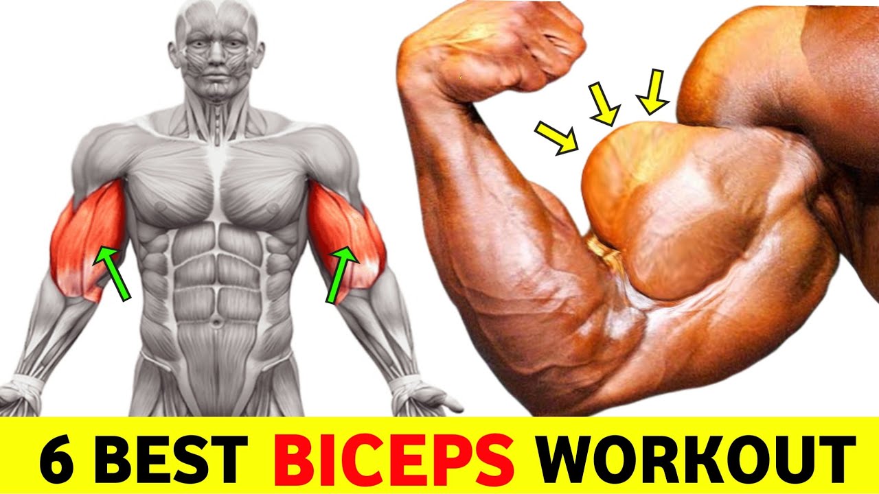 6 Most Effective Biceps Exercises Force Mascle Growth Gym Exercise