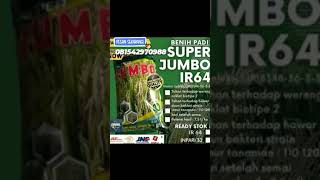 Bibit Padi SUPER JUMBO || Petani Muda Kerennn...!!!