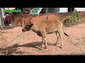 គោឈឺបាស់រោមមិនសុីចំណី cow do not eat feed.