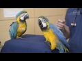 birds ara ararauna macaws how they are what are their needs