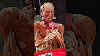 Joe Rogan EXPLAINED What’s The Body Exhibits