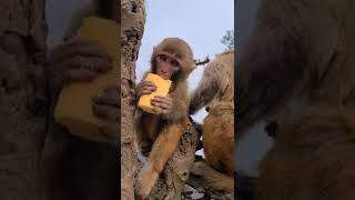 Two Little Monkey Eat  Bread 🍞🐒#dzistic