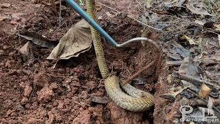 മാളത്തിൽ പതുങ്ങിയിരിക്കുന്ന അതിഥി. (Spectacled Cobra)